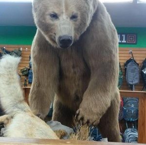 Meet your Posher, William